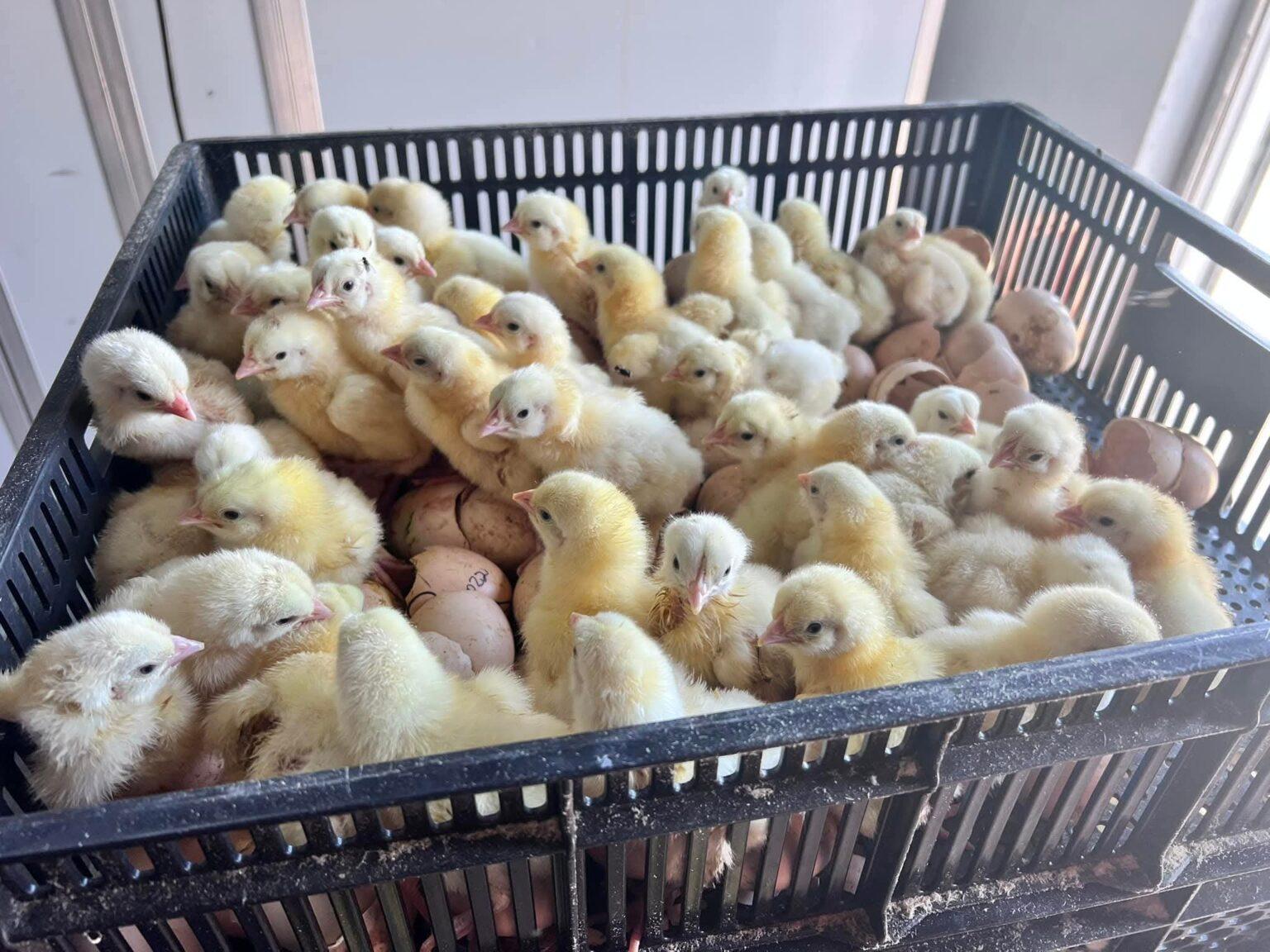 Ross 308 day old chicks