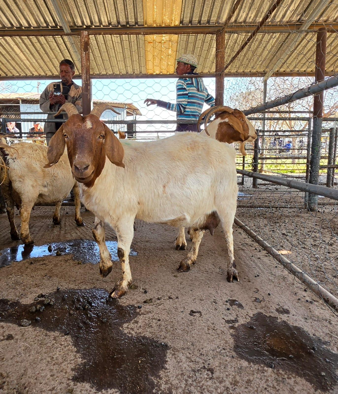7 Pregnant Female Boer Goats