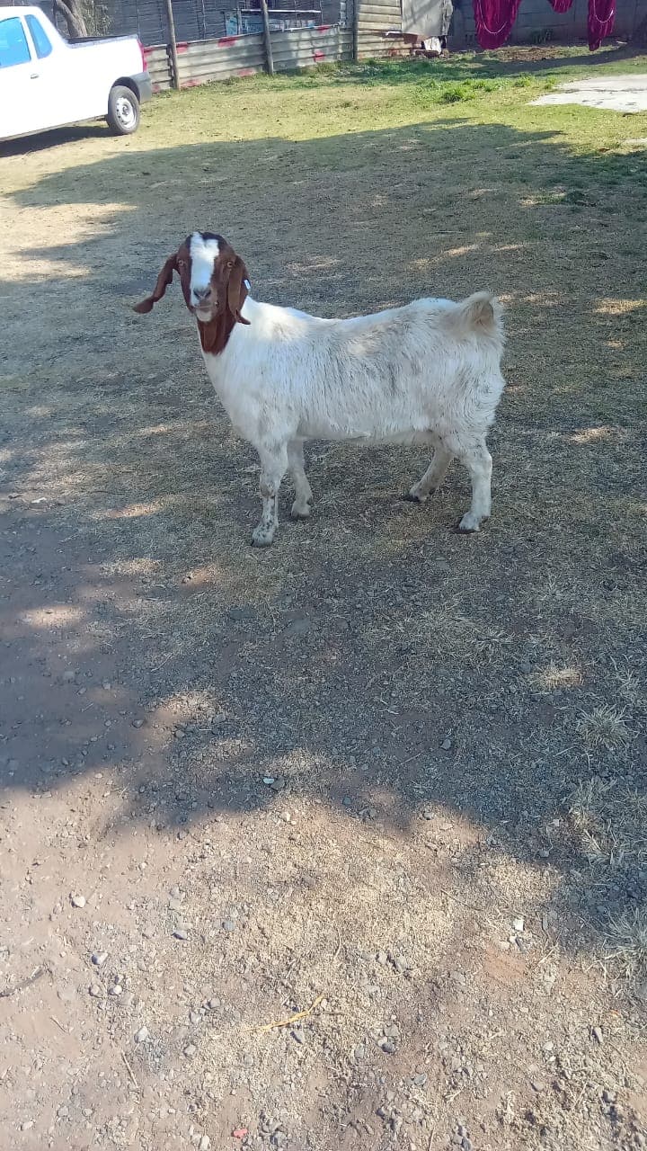 Boergoat ewe
