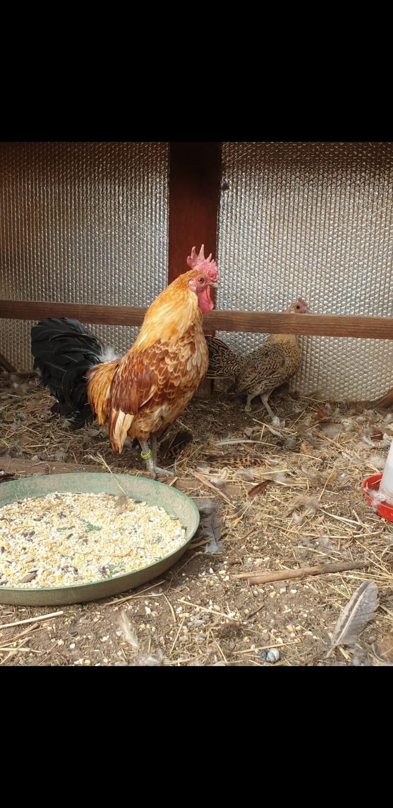 Friesian Bantam Adult Pair