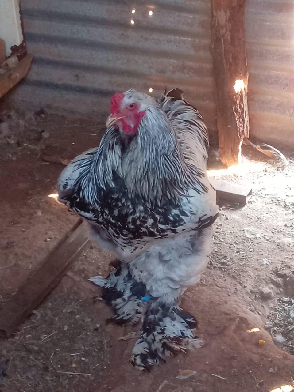 Brahma Rooster