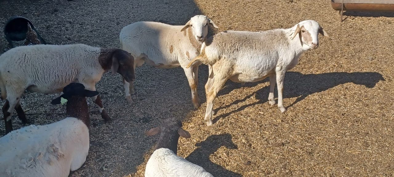 4 x Ram Lambs