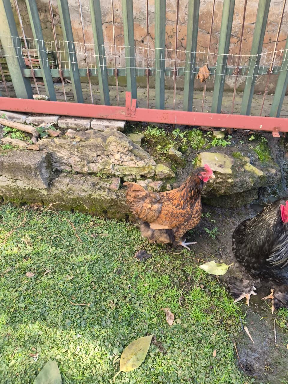 Brhama Rooster