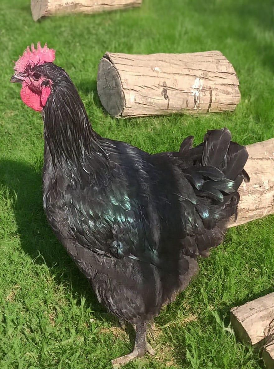 AUSTRALORP ROOSTERS
