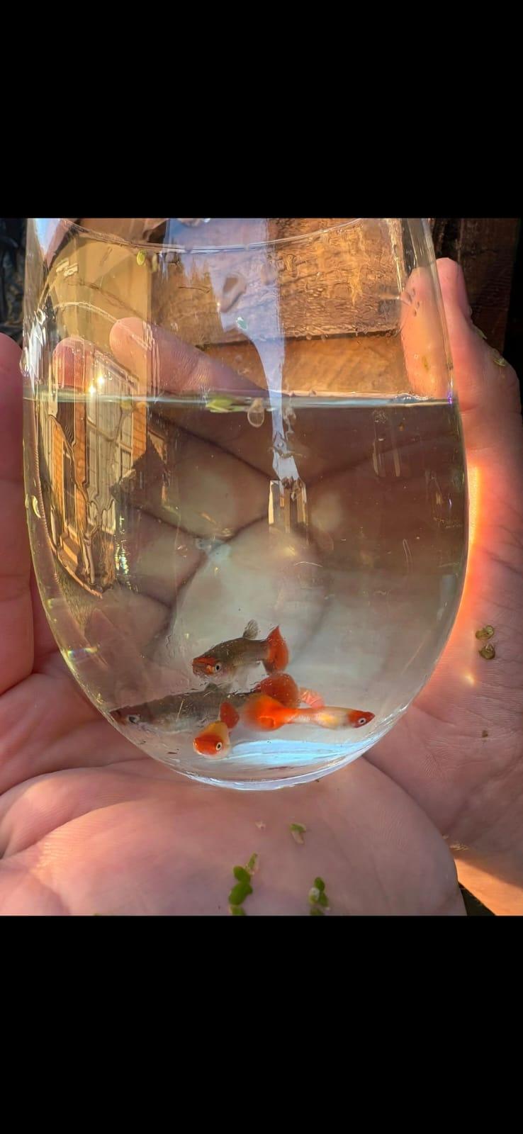 Guppies for sale