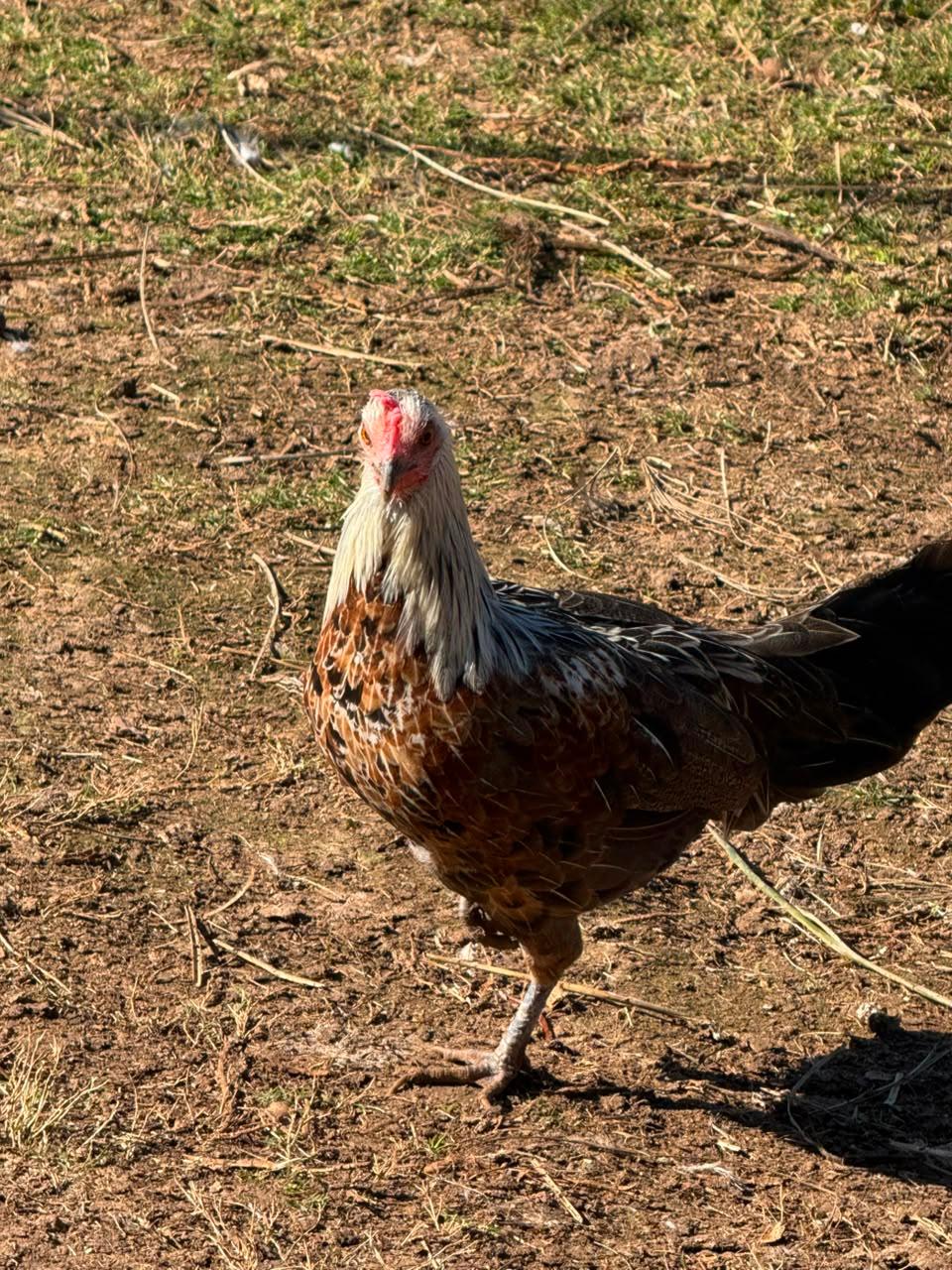 Phoenix 8 roosters & 2 hens