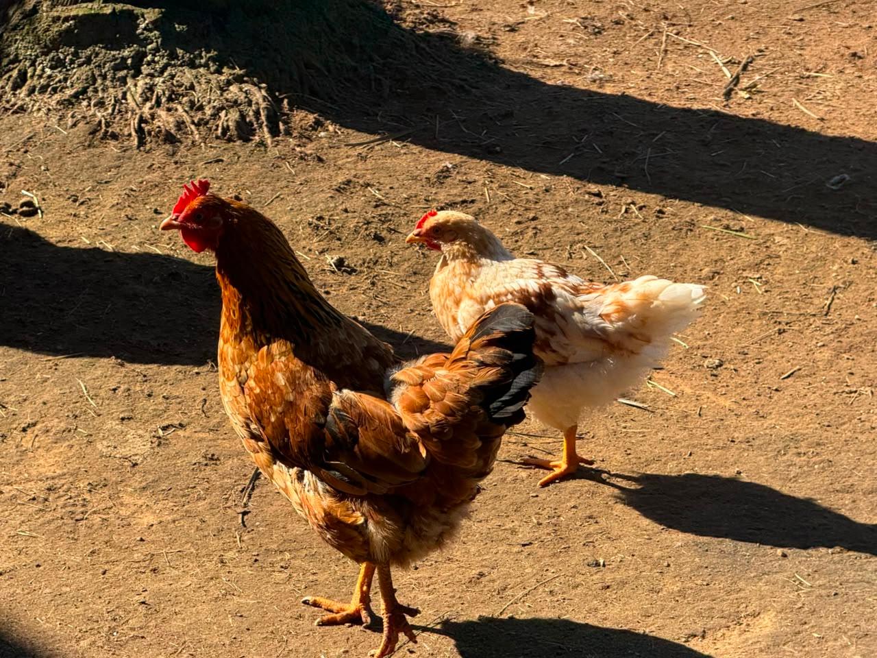 Boschvelder Hen and Chick