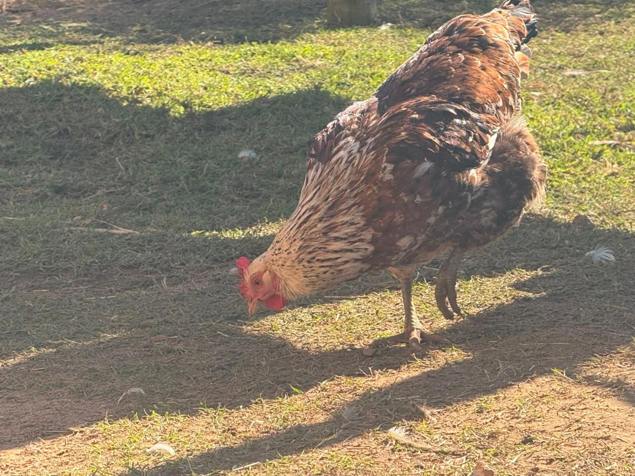 Boschvelder hen
