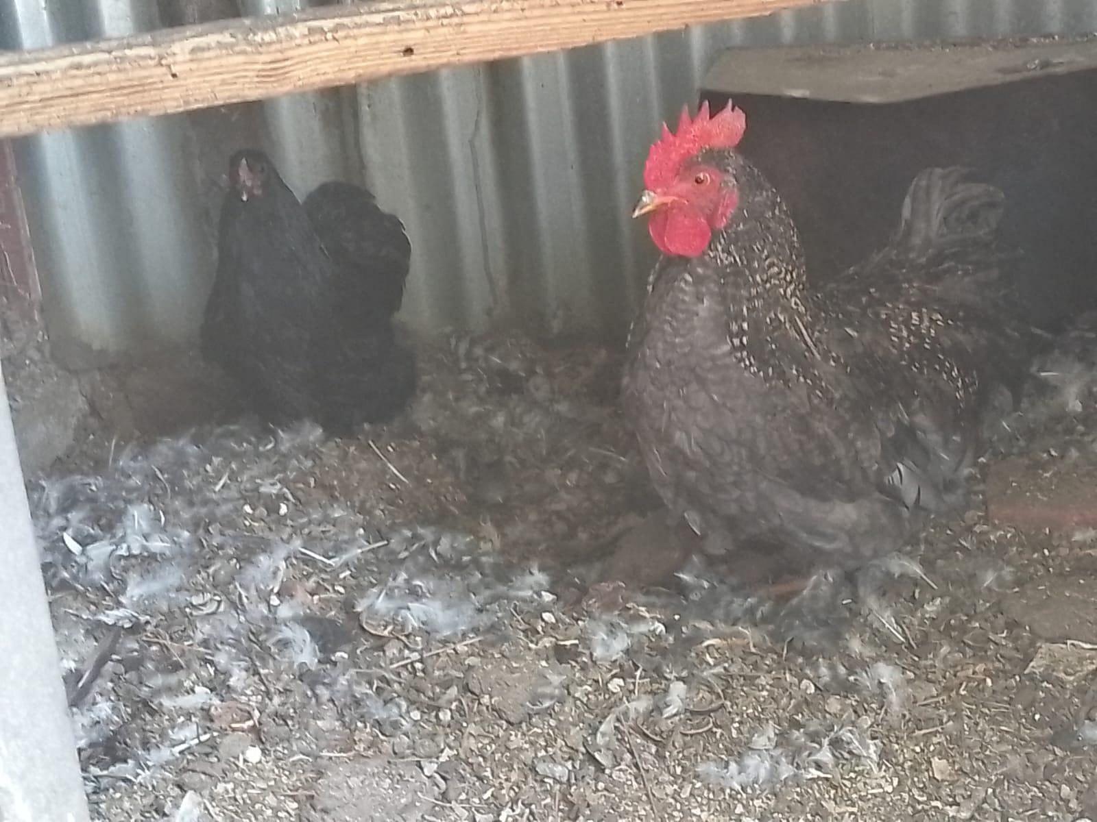 Bantam breeding pair