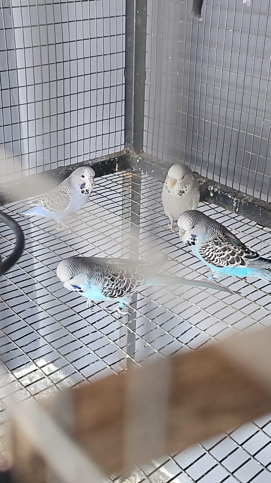 10 young show budgies