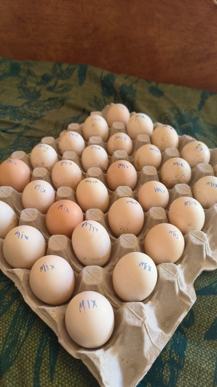30x tray eiers