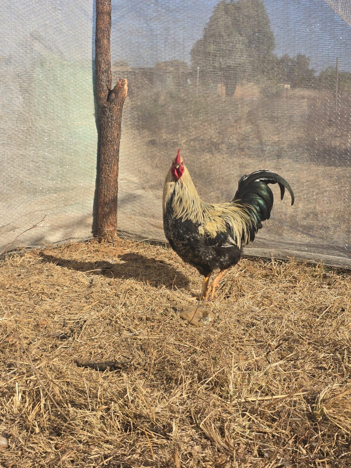 Young Rooster for Auction