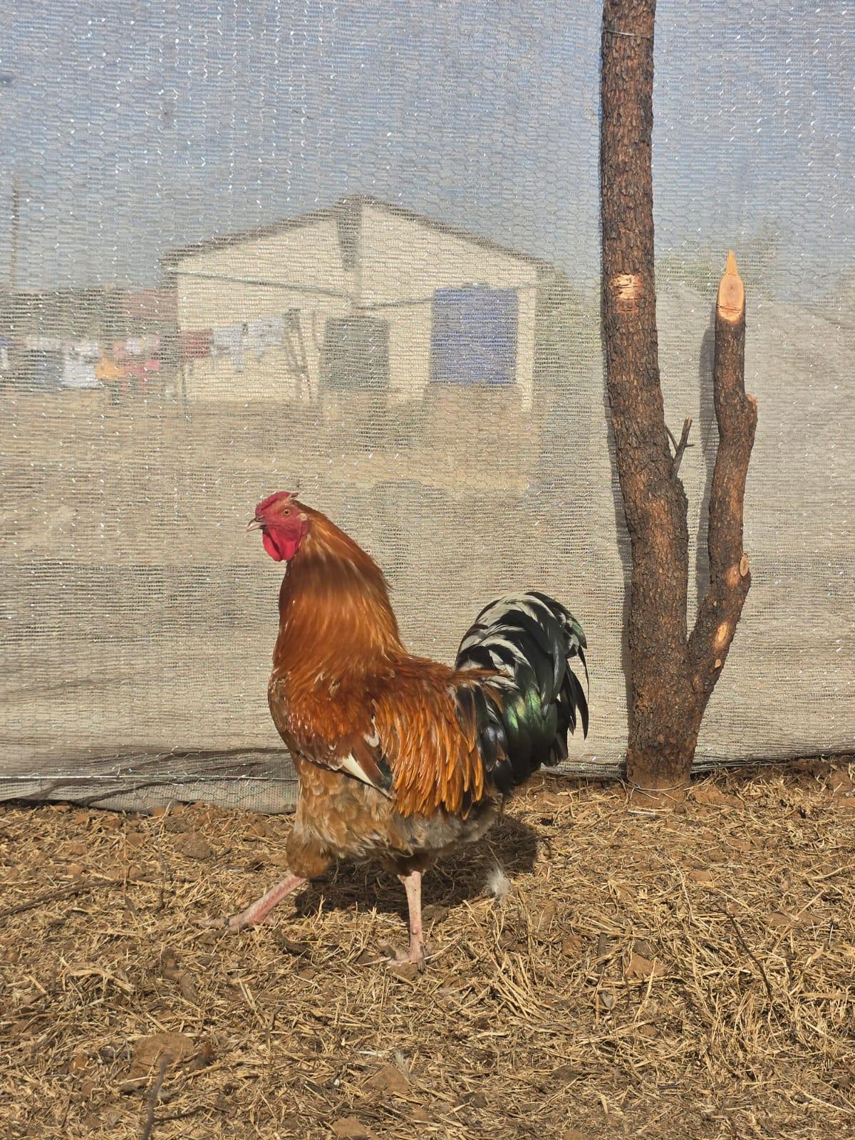Young Rooster