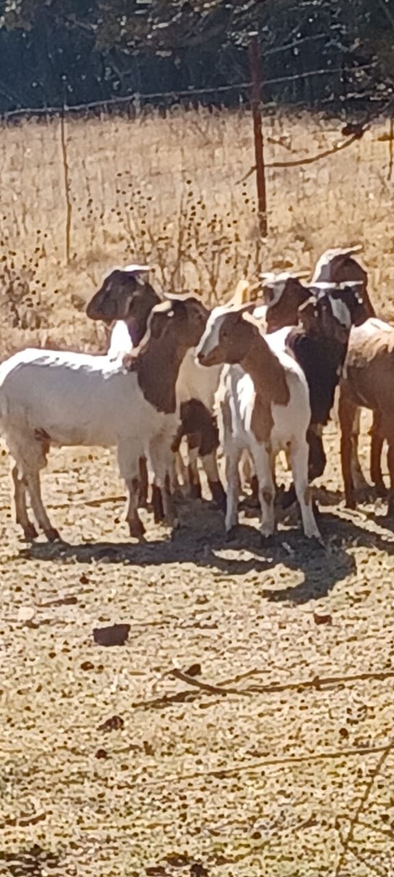 Boer Goats for Sale