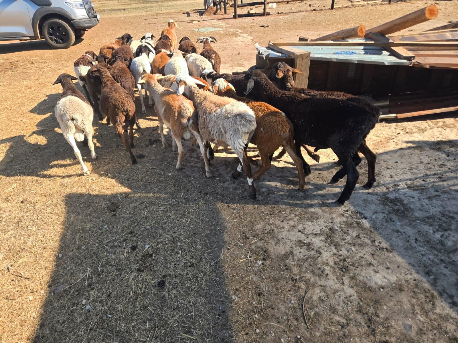 Meatmasters lambs
