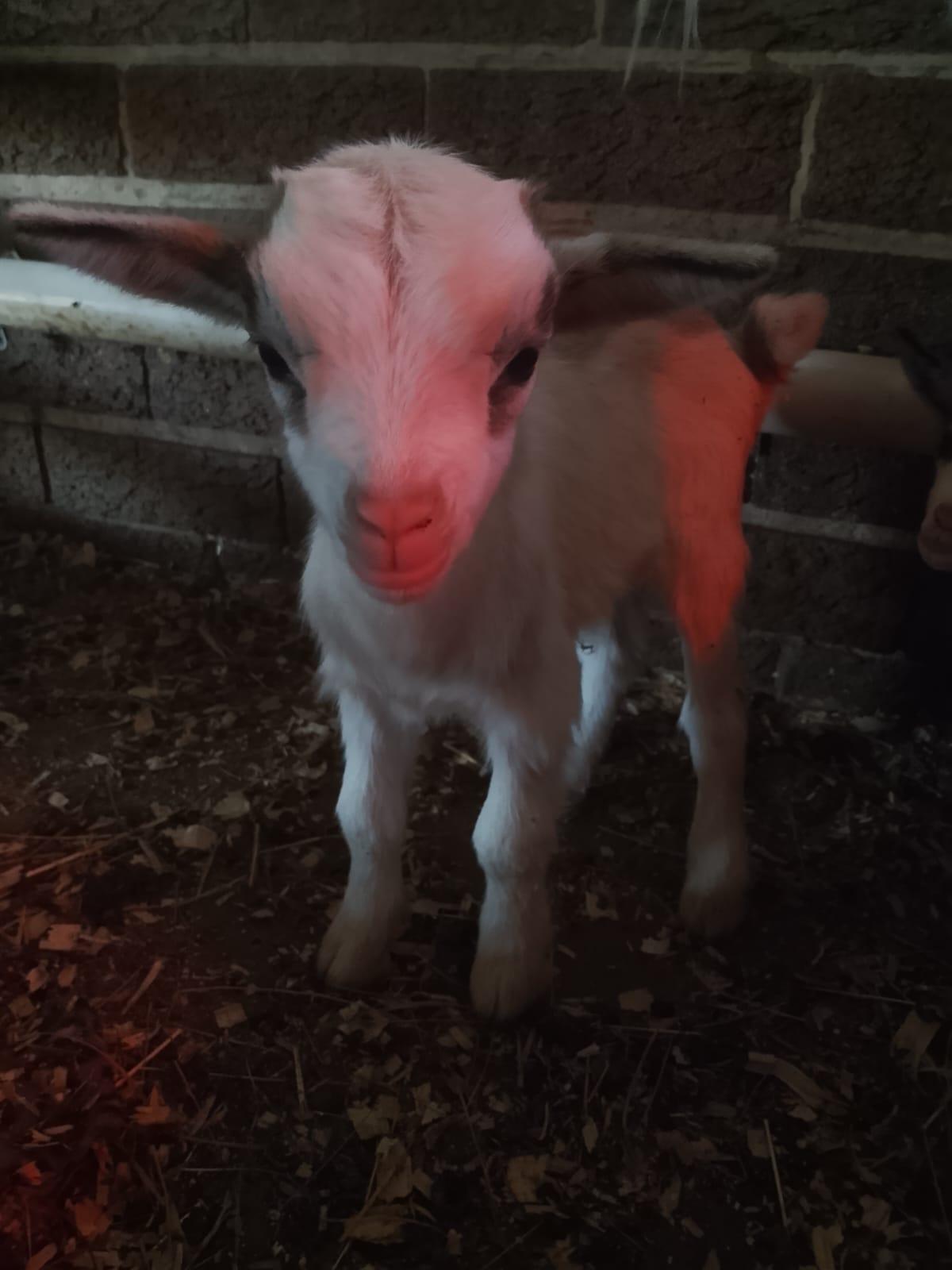 Nigerian dwarf bottle baby