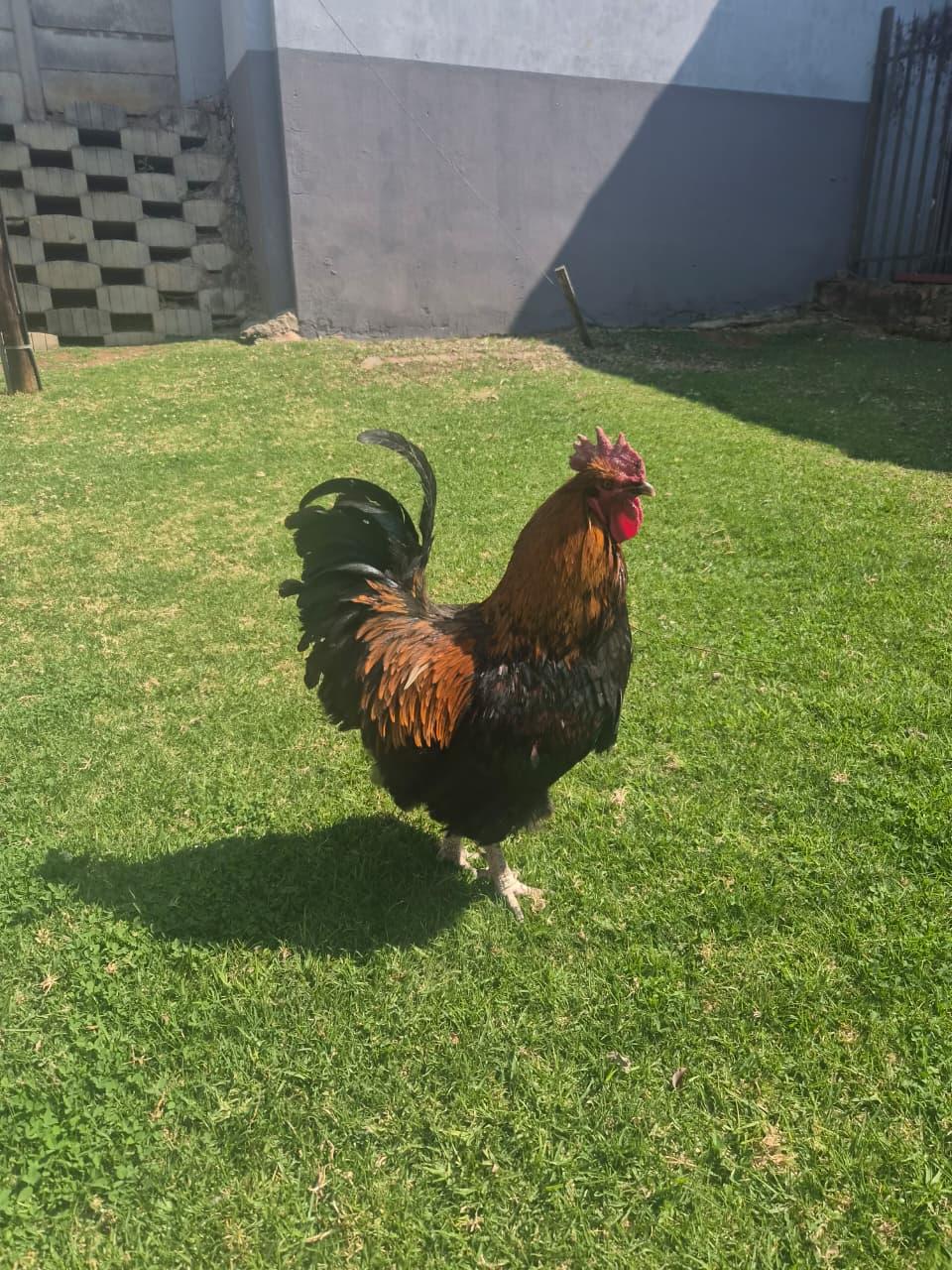 Big rooster for sale in Walkerville