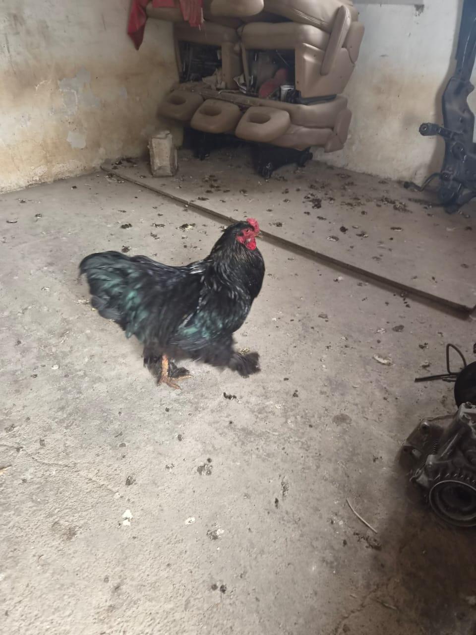 Brhama rooster