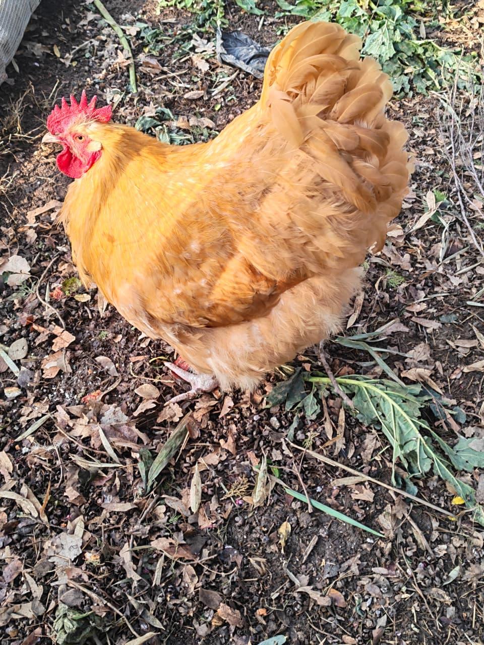 Buff Orpington