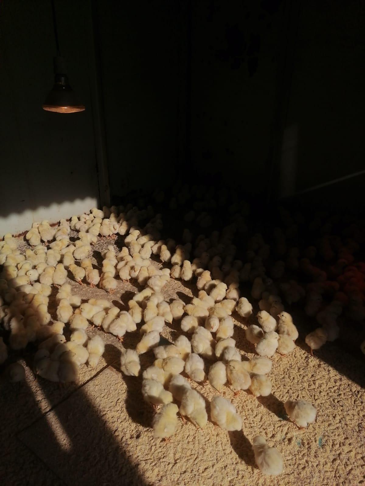 Amberlink silver layers chicks