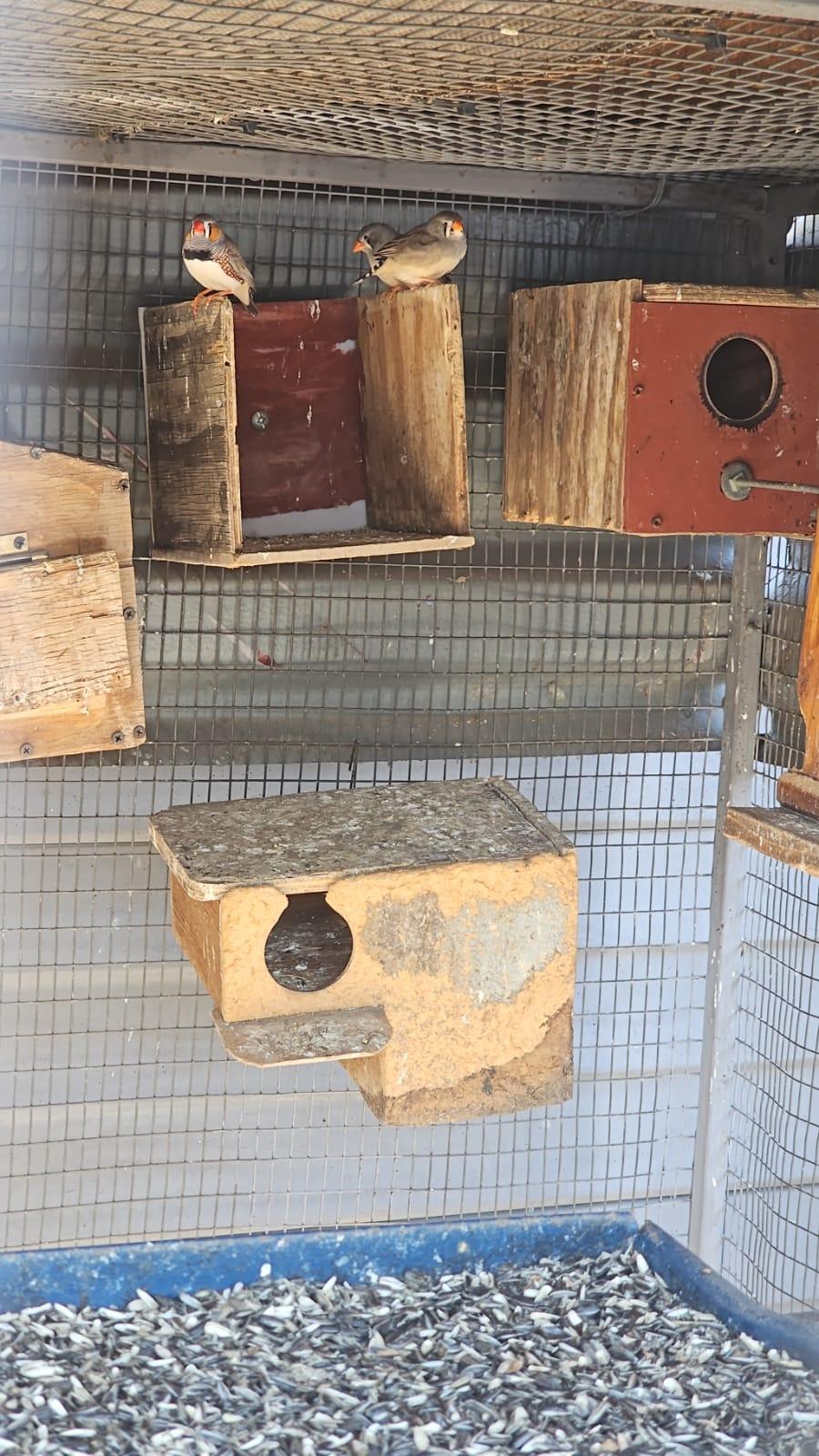 7 zebra finches