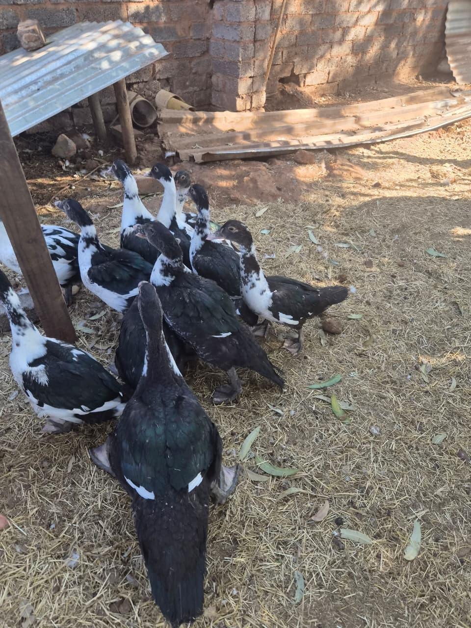 11 Muscovy Ducks for Sale - R140 each - Walkerville