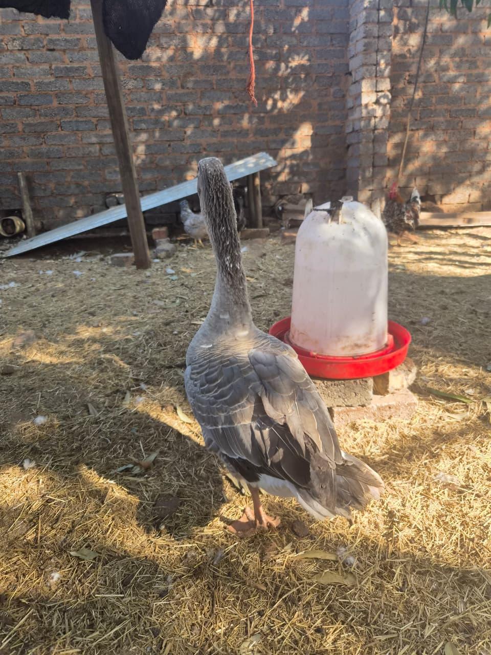Goose