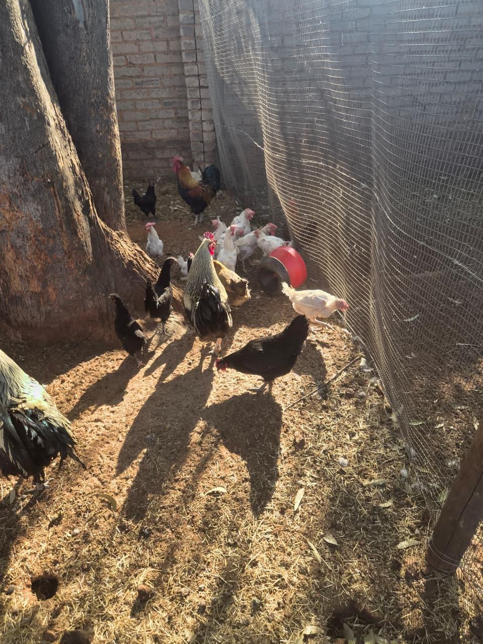 40 Mix Breed Chickens