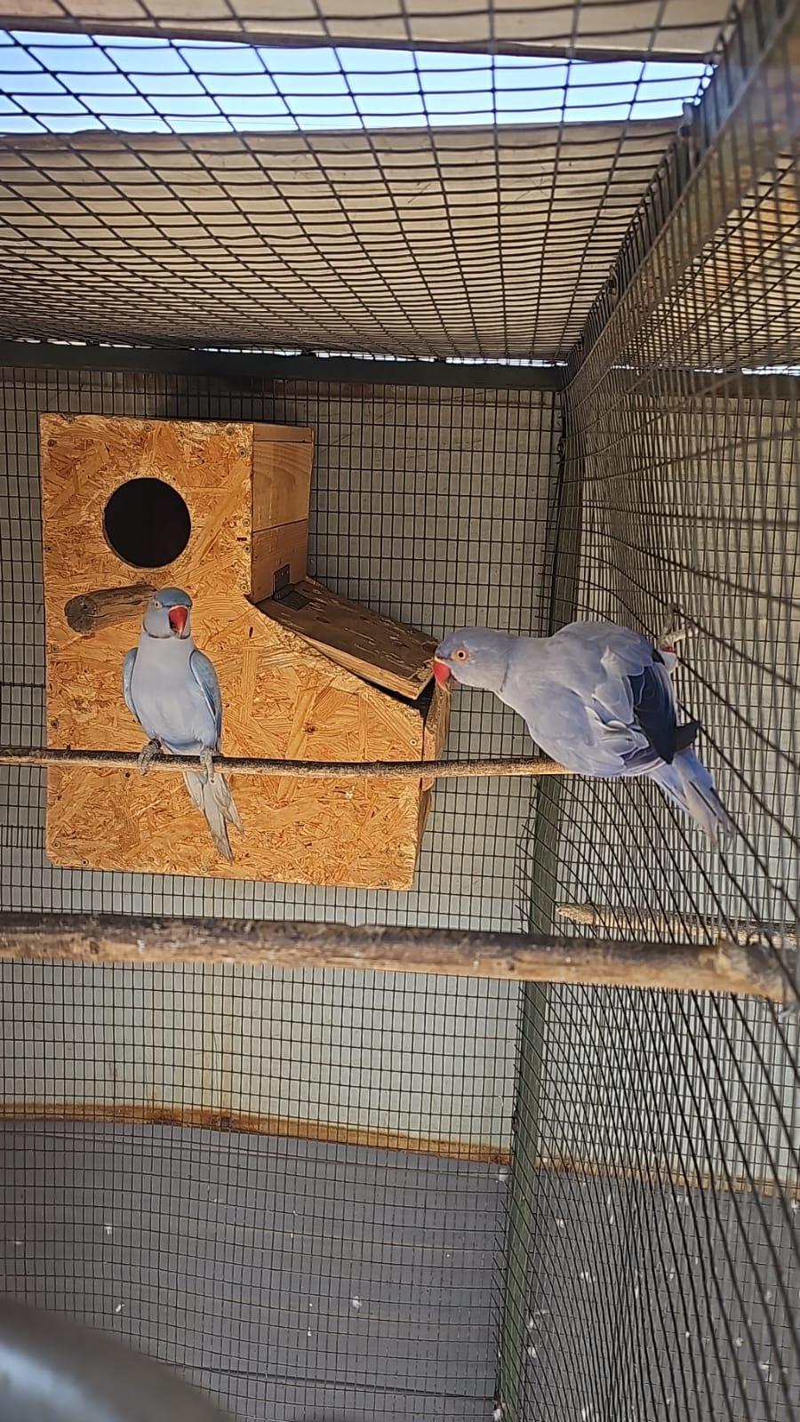 Pale Blue Parrots