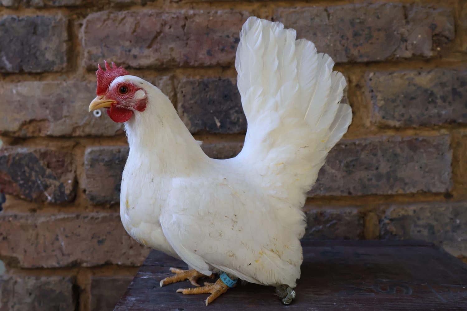 Japanese Bantam Young Pair