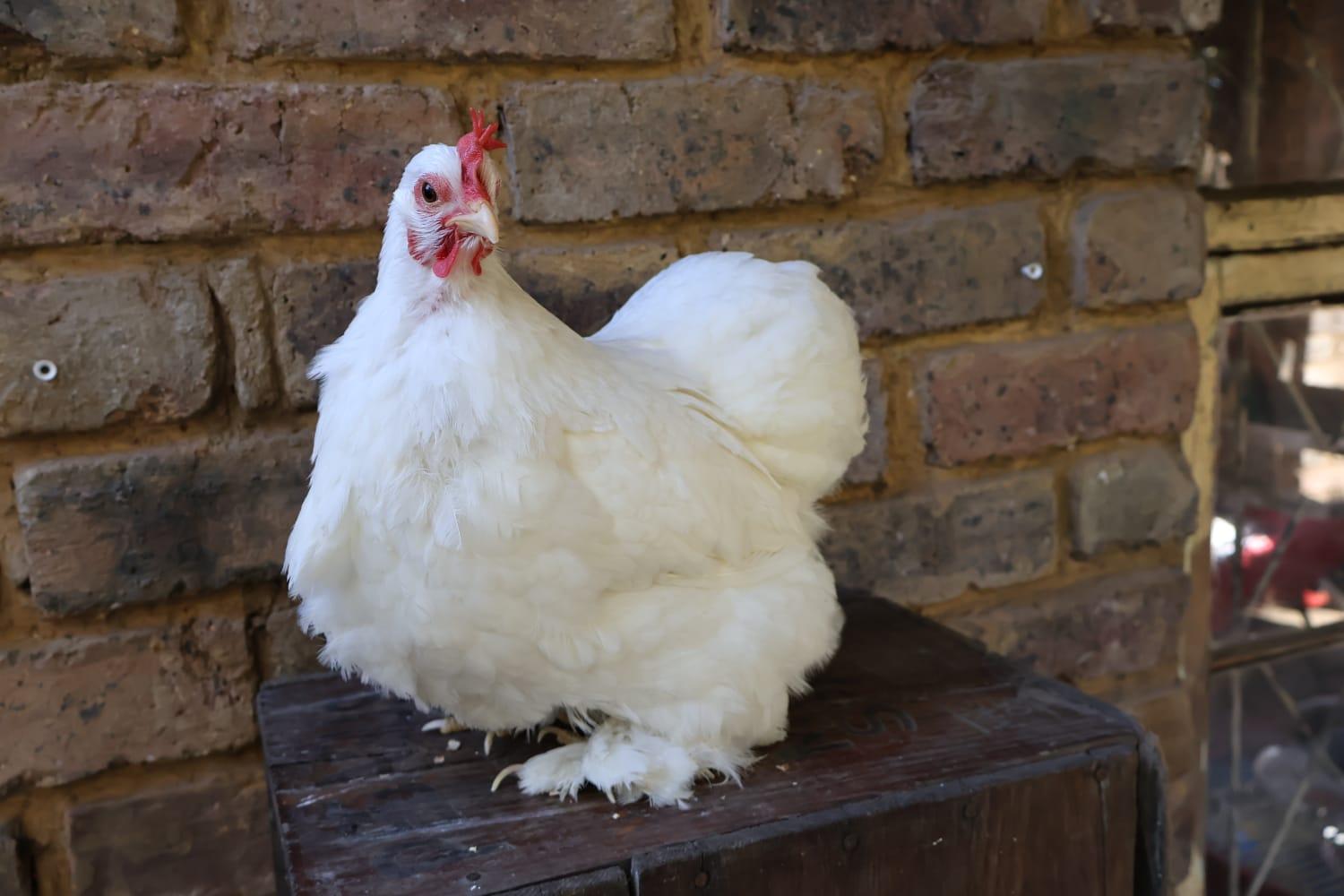 Young pair of Pekin Bantam chickens, including a Frizzle Rooster. White plumage, R450. Springs.