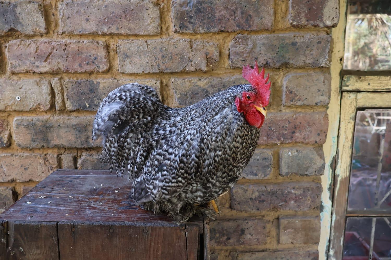 Pekin Bantam Young Rooster Koekoek
