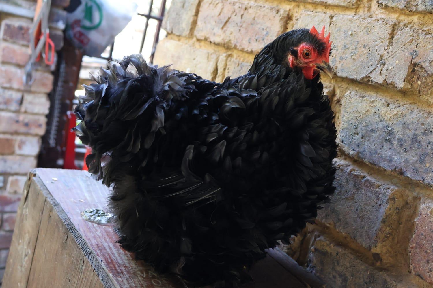 Frizzle Black Pekin Bantam Pair