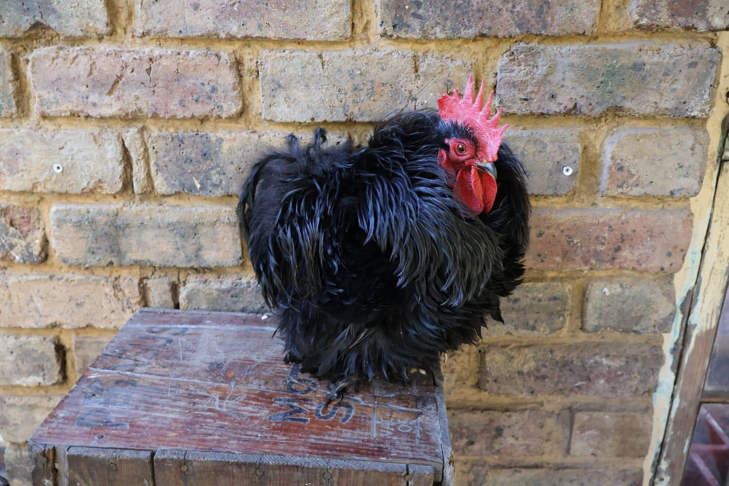 Frizzle Rooster