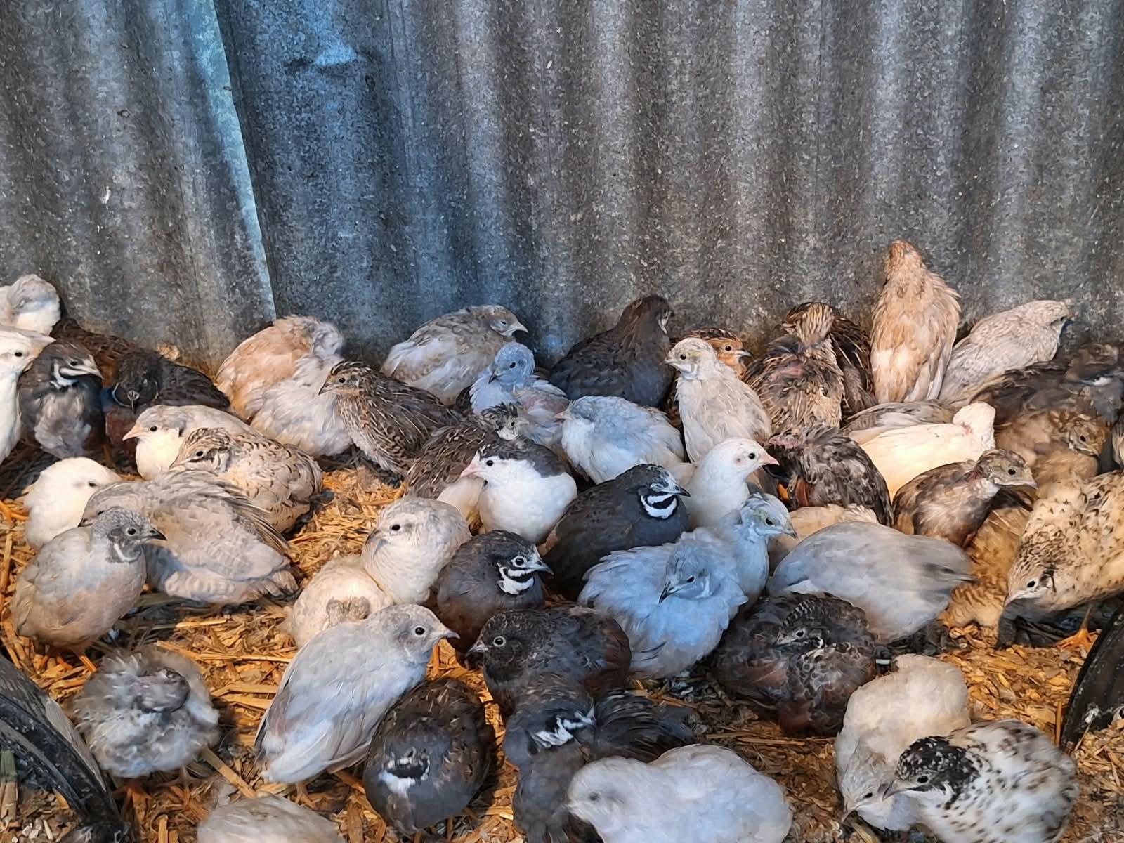 50 Chinese Painted Quails