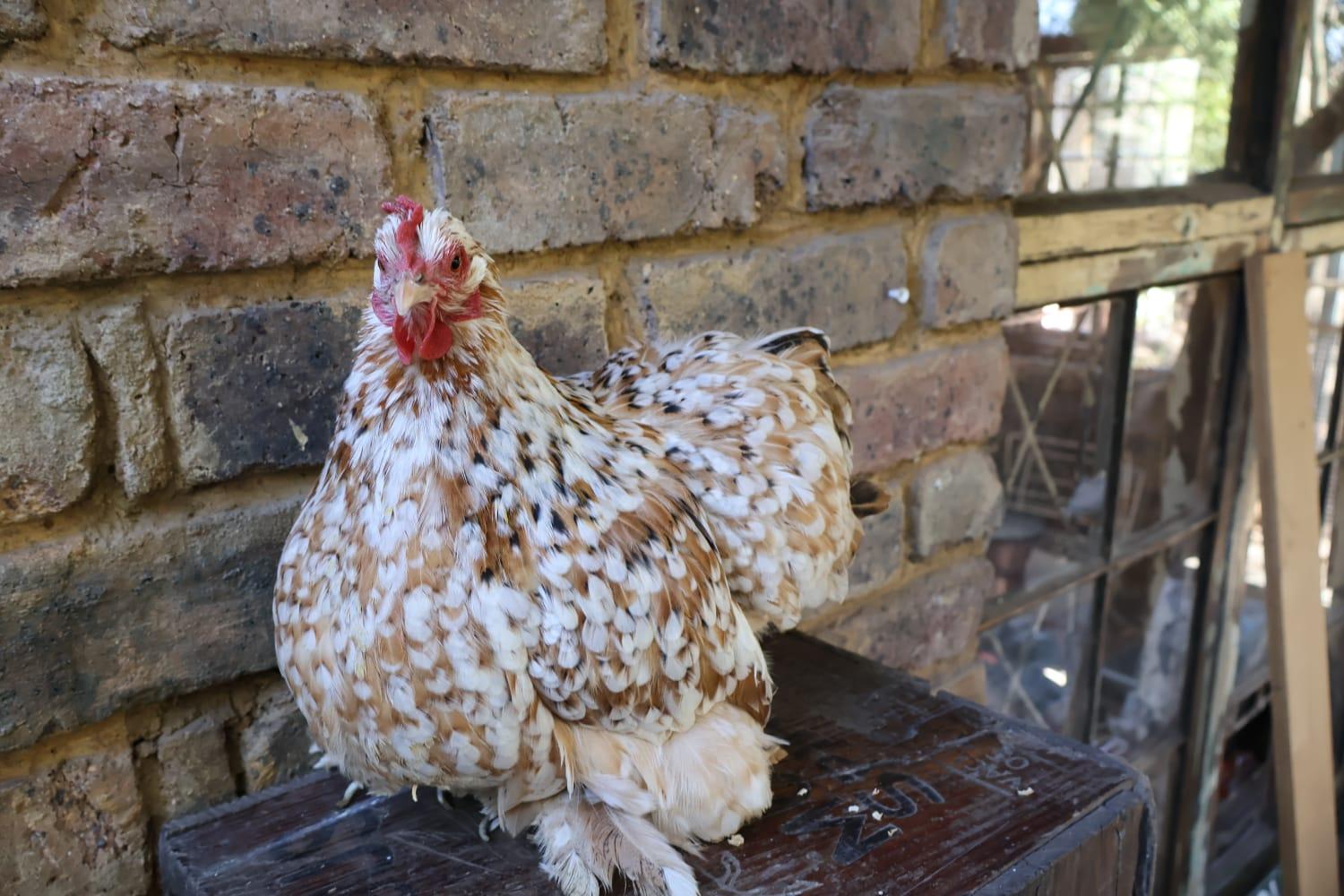 Pekin Bantam Trio