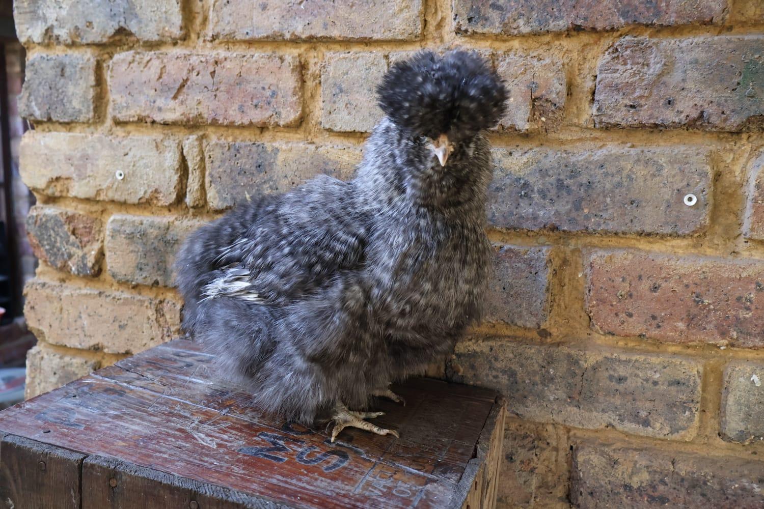 Bearded Silkies Trio