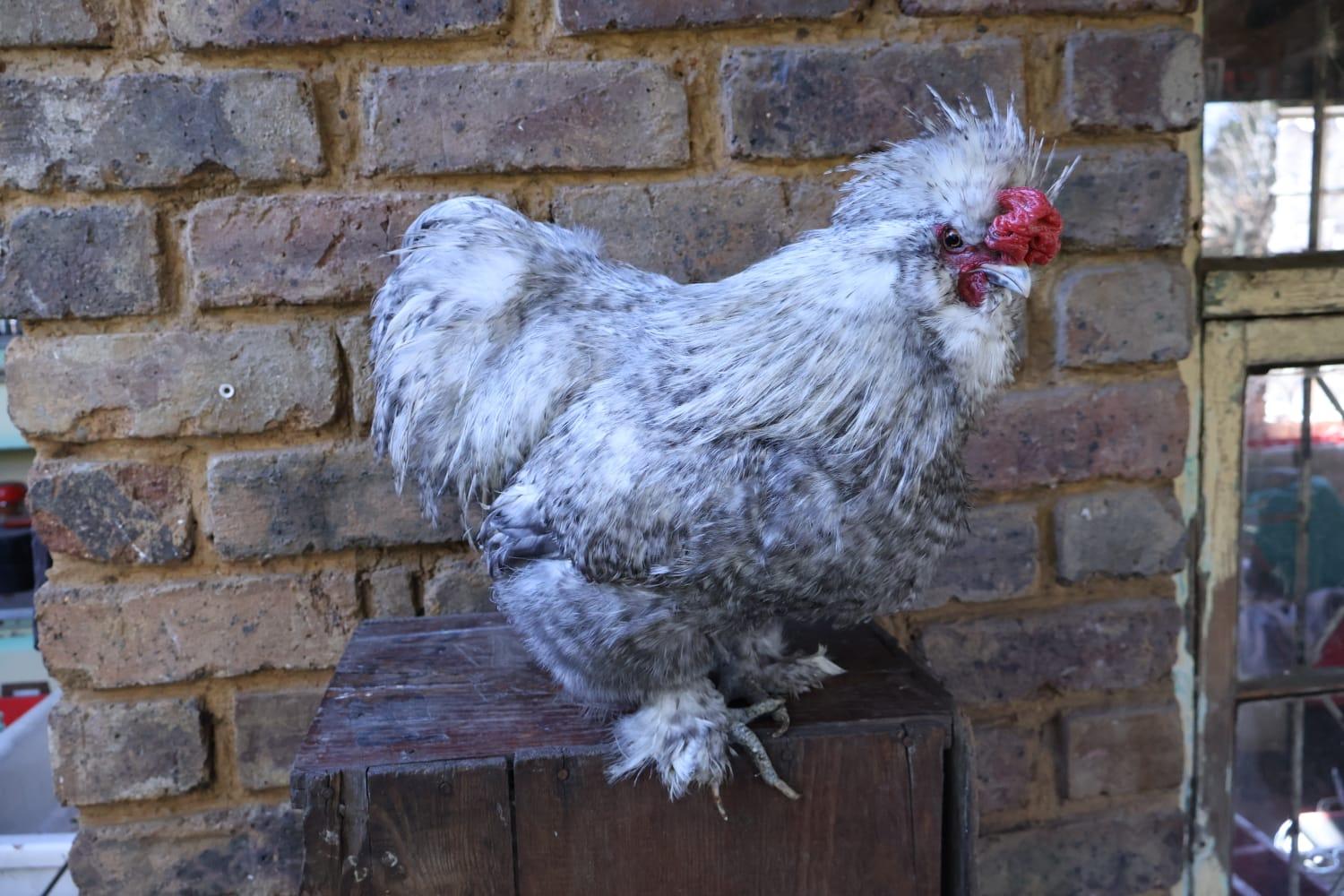 Bearded Silkies Trio