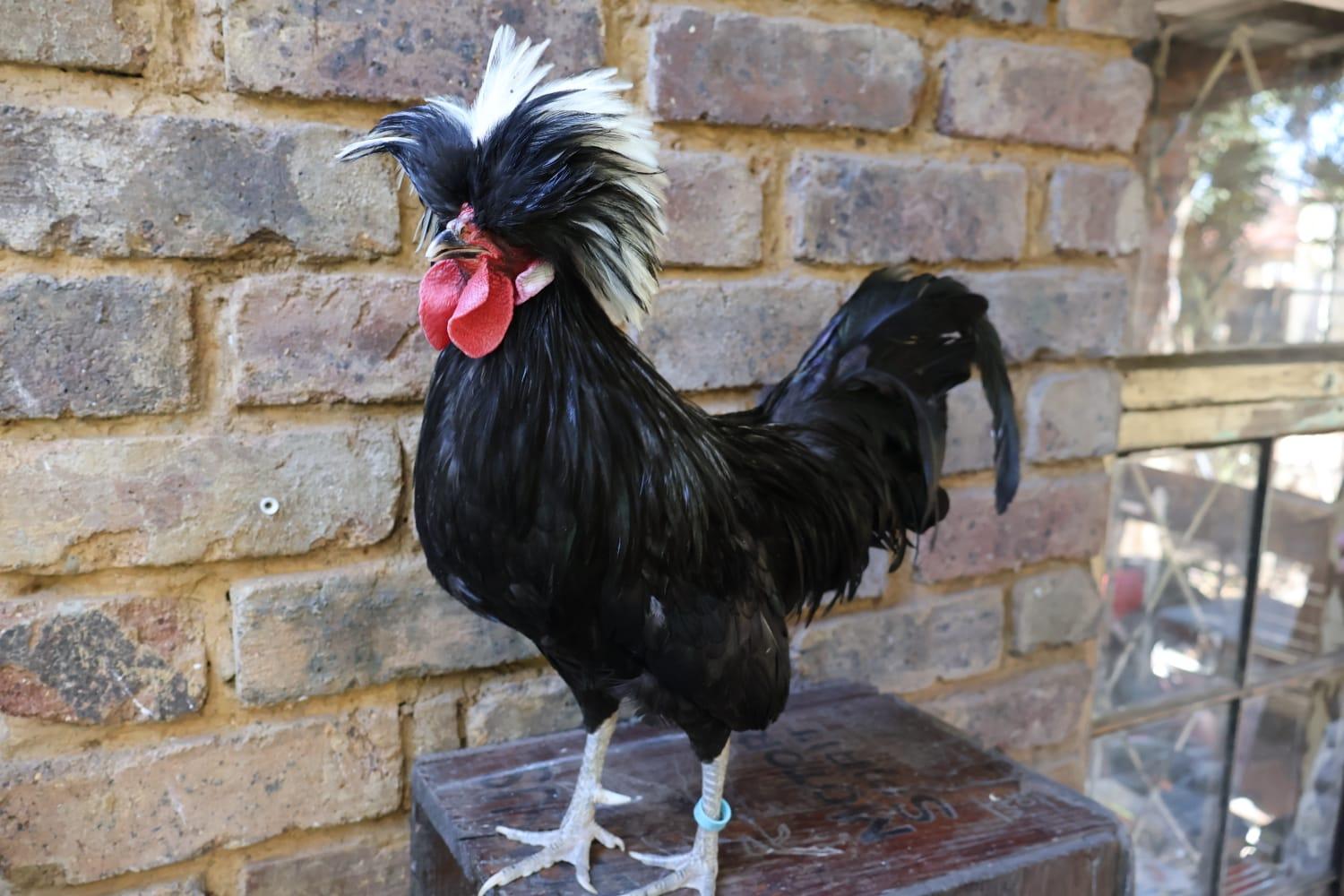 Polish Rooster
