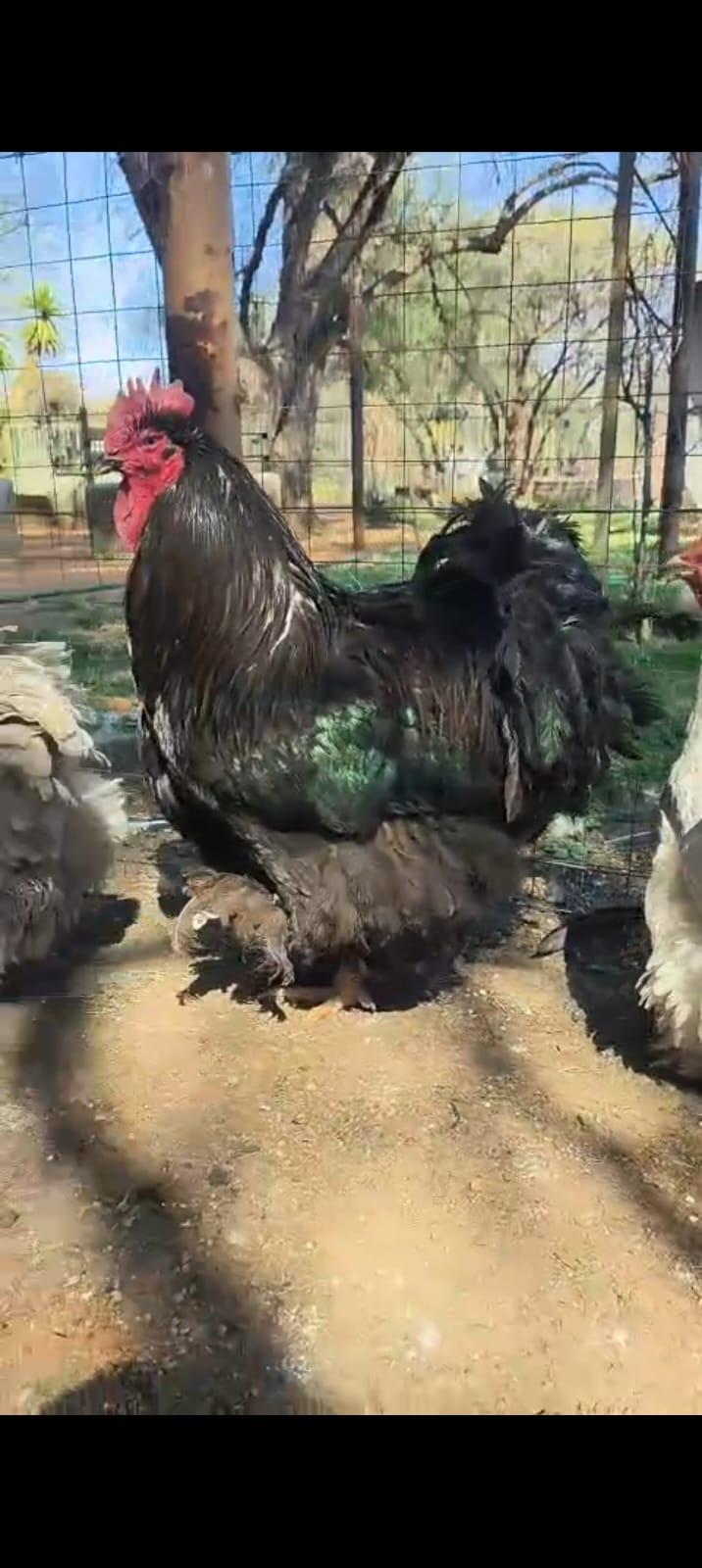4 Black Cochins Roosters
