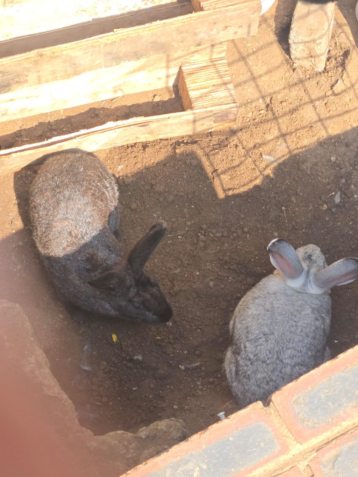 2 Rabbits for Sale