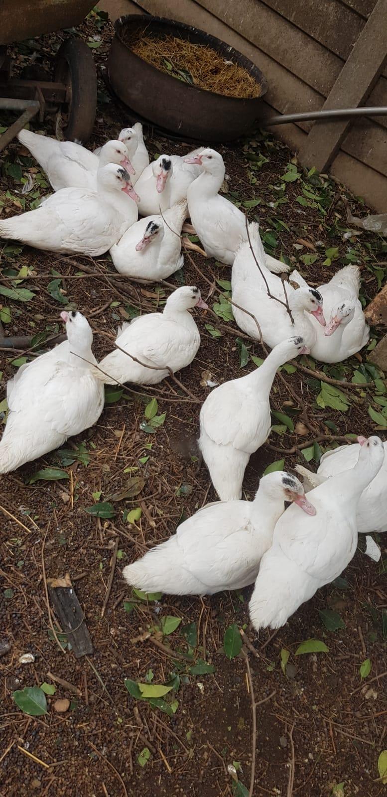 14 x Makoue Ducks