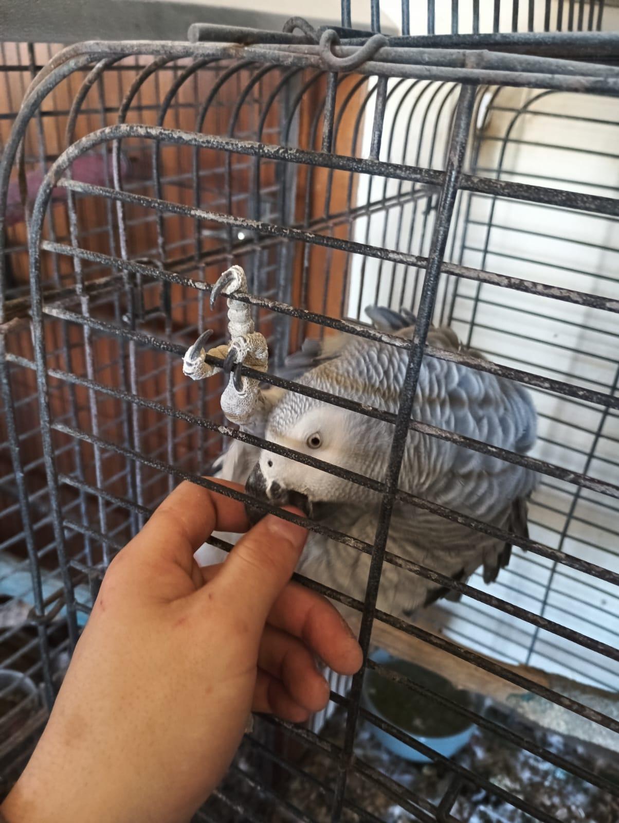 African Grey Parrots pair
