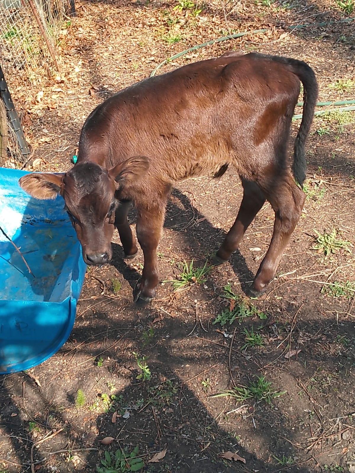 Fries x herford Calf
