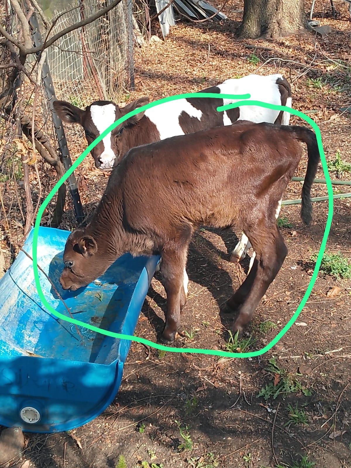 Fries x Herford Calf