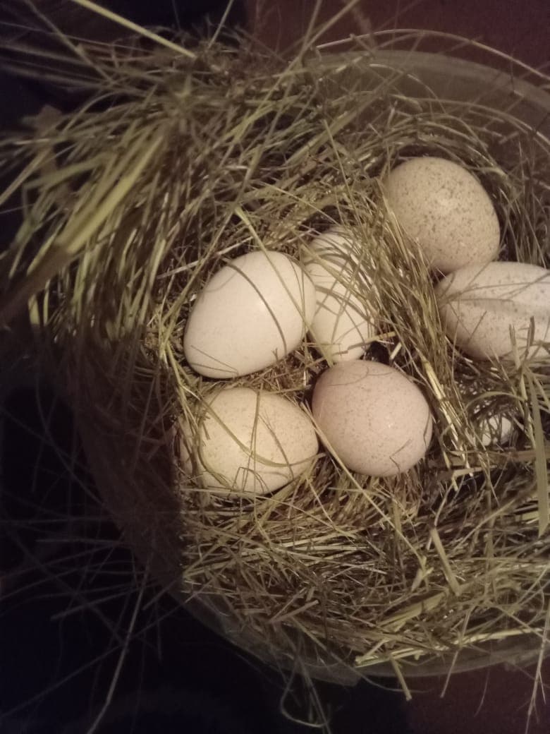 Fertile Turkey Eggs