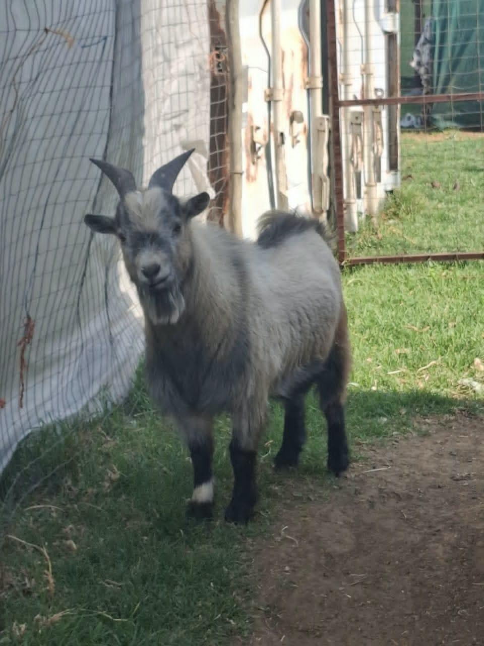 5 x Nigerian Dwarf Goats