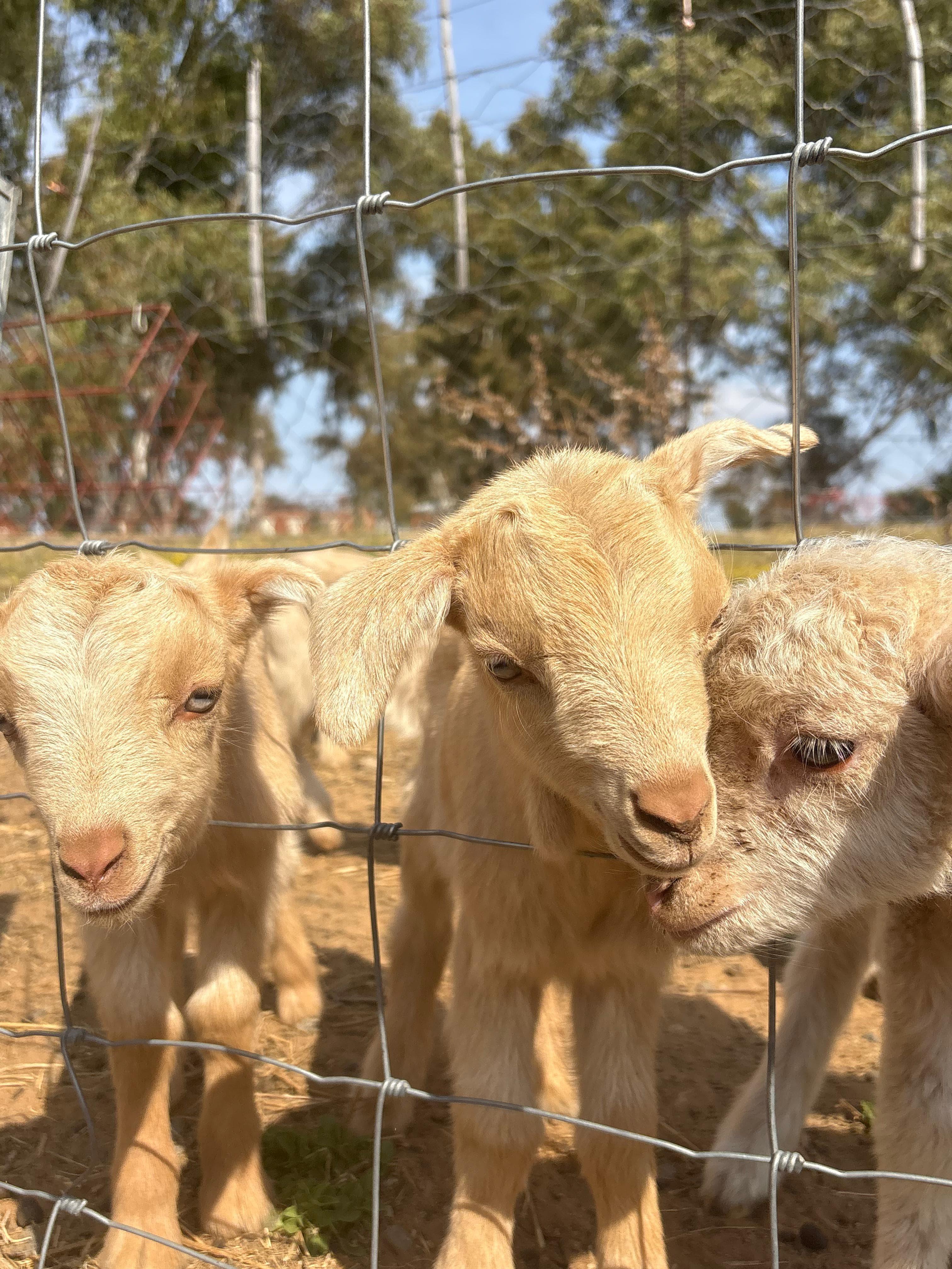 4 x Saanen Goats