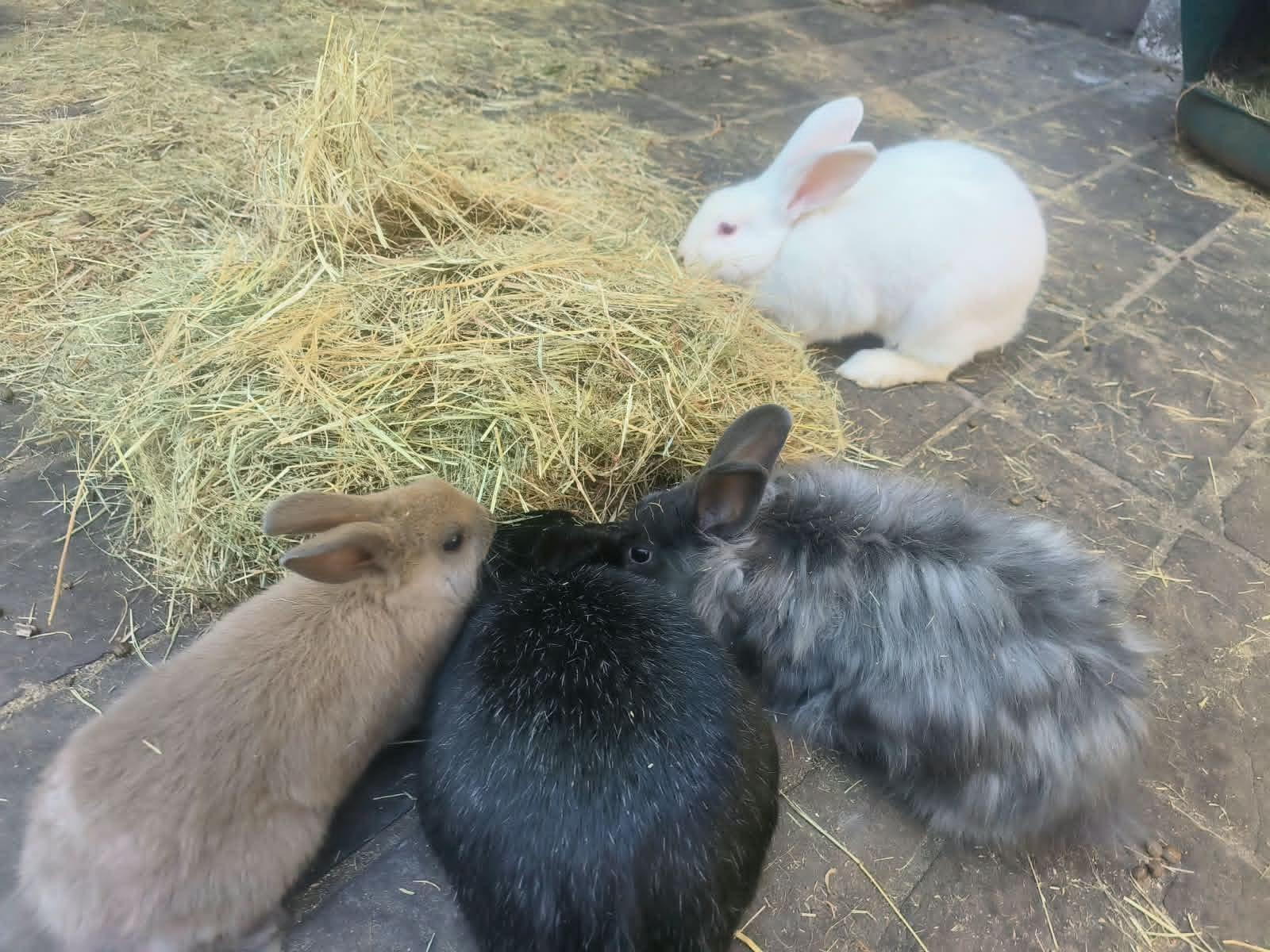 4x Rabbits