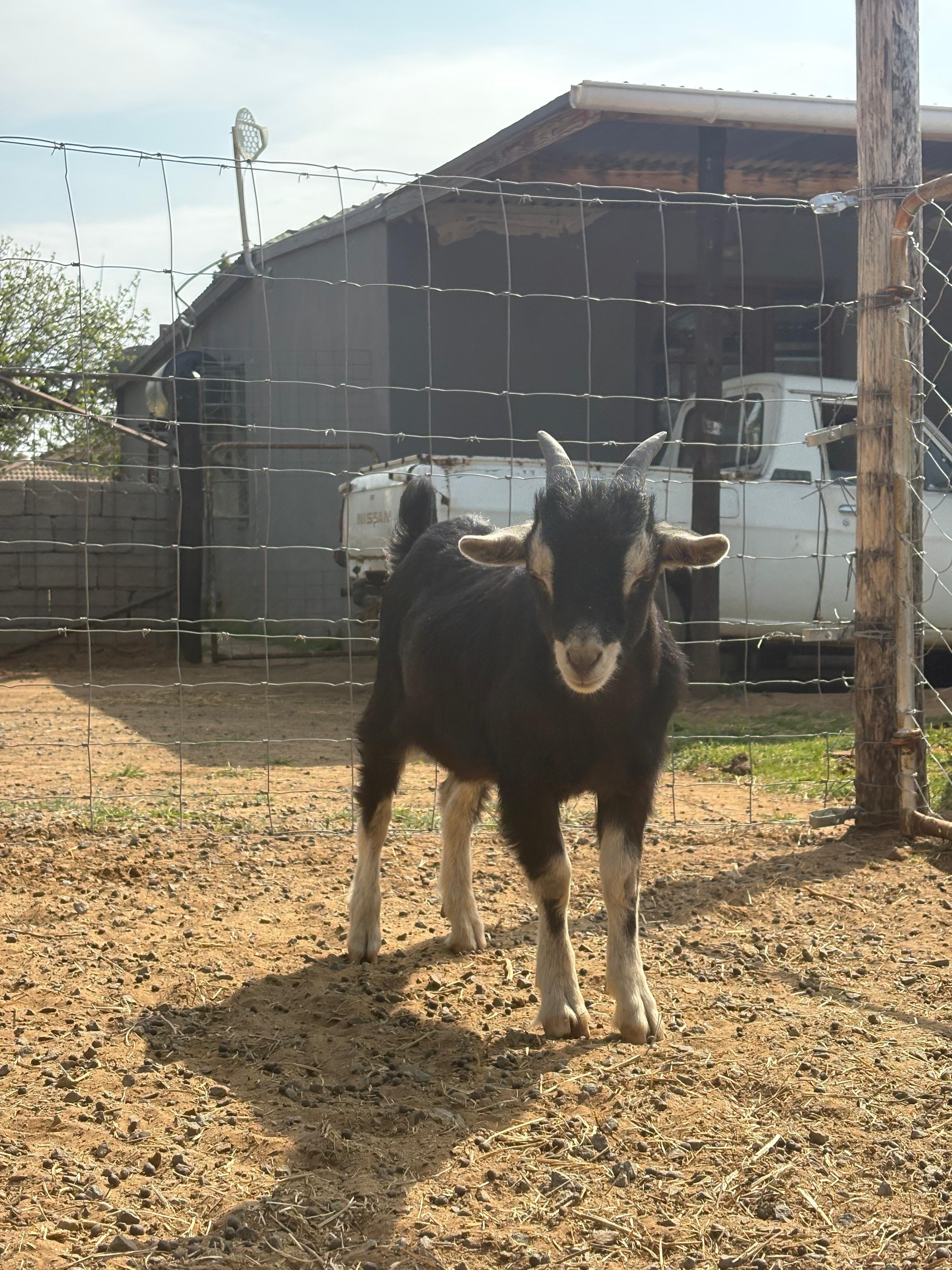 4 x Nigerian dwarf bucks